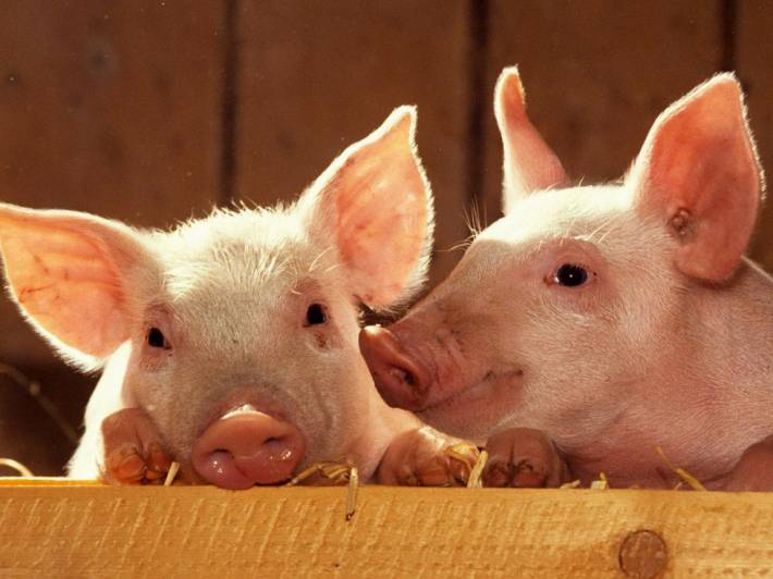 В Архангельске вместо поддержки фермеров арестовывают свиней