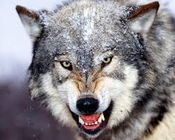 В Исакогорке - нашествие волков